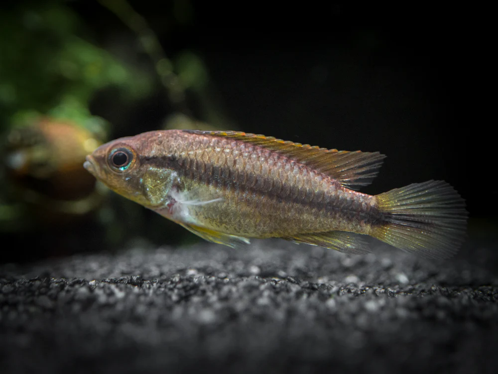 Agassizi's Dwarf Cichlid (Apistogramma cf. agassizii) - Tank-Bred! - Nestor' Aquariums & Pets