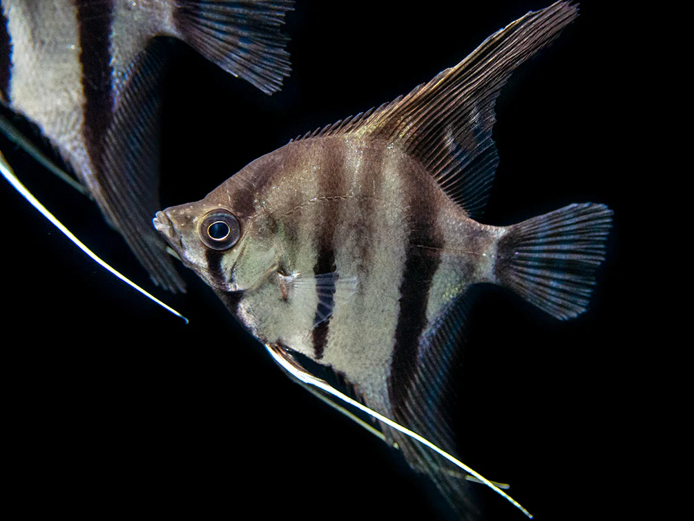 Red Shoulder Manacapuru Angelfish (Pterophyllum scalare) - TANK-BRED!!! - Nestor' Aquariums & Pets
