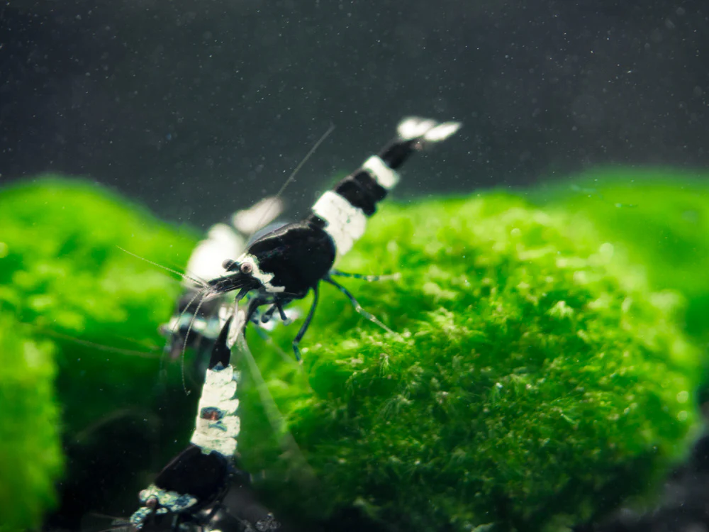 Black King Kong AKA Black Bolt Shrimp (Caridina cantonensis), A-S Grade, Tank-Bred! - Nestor' Aquariums & Pets