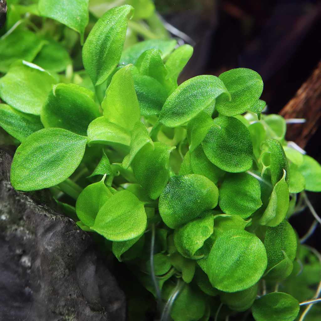 Schismatoglottis Prietoi Tissue Culture - Nestor' Aquariums & Pets