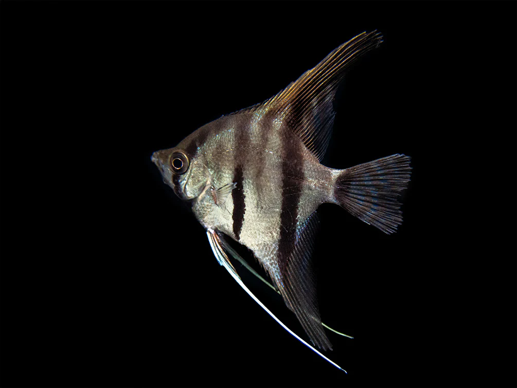 Red Shoulder Manacapuru Angelfish (Pterophyllum scalare) - TANK-BRED!!! - Nestor' Aquariums & Pets