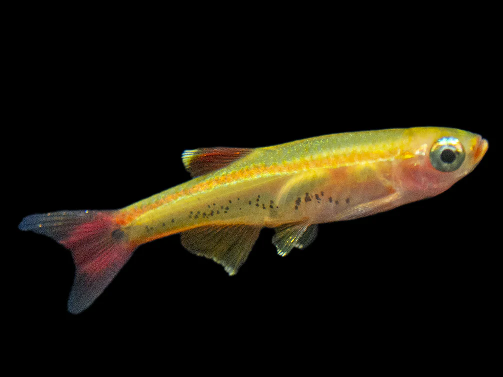 Gold White Cloud Mountain Minnow (Tanichthys albonubes 