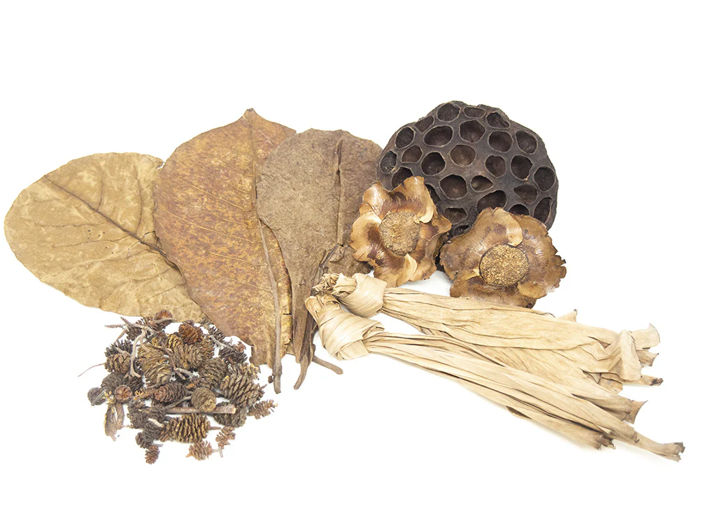 Botanical Breeder Combo Pack (Sulawesi Shrimp) - Nestor' Aquariums & Pets