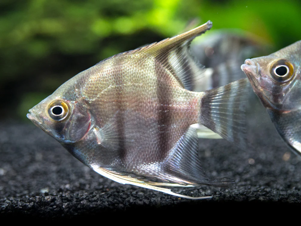 Peruvian Altum Angelfish (Pterophyllum scalare 