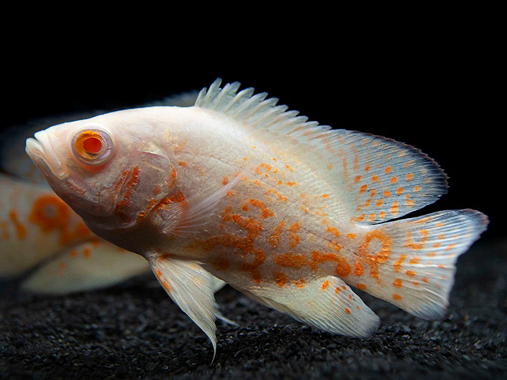 Albino Tiger Oscar (Astronotus ocellatus), Tank-Bred - Nestor' Aquariums & Pets