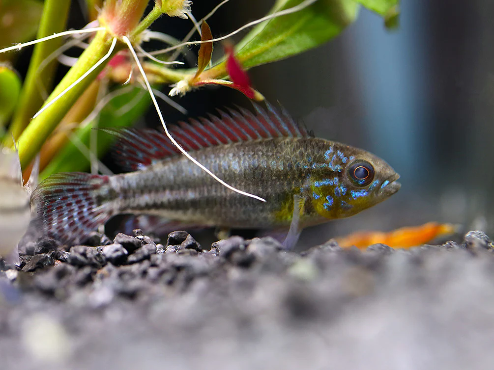 Two-Striped Dwarf Cichlid (Apistogramma bitaeniata) – Tank-Bred - Nestor' Aquariums & Pets