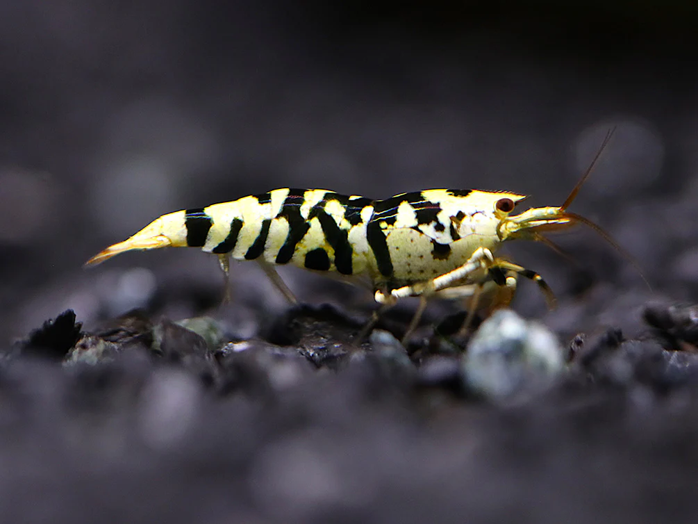 Fancy Black Tiger Shrimp (Caridina sp. “Black Tiger”) – SS Grade - Nestor' Aquariums & Pets