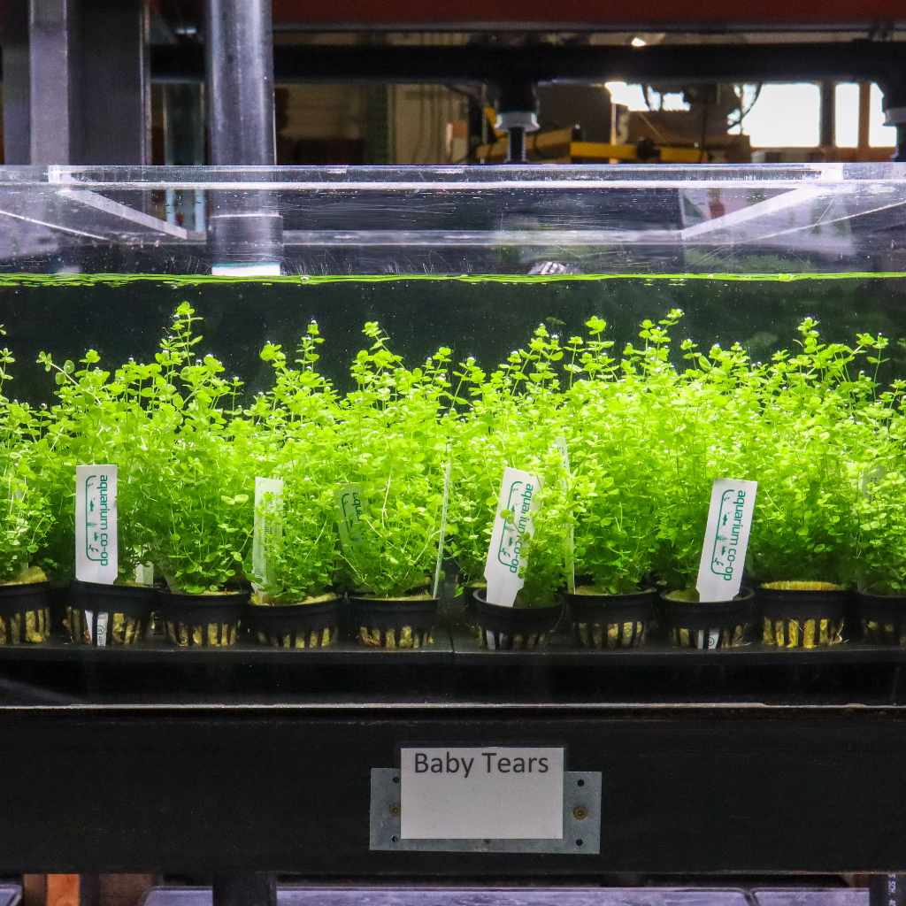 Baby Tears - Nestor' Aquariums & Pets