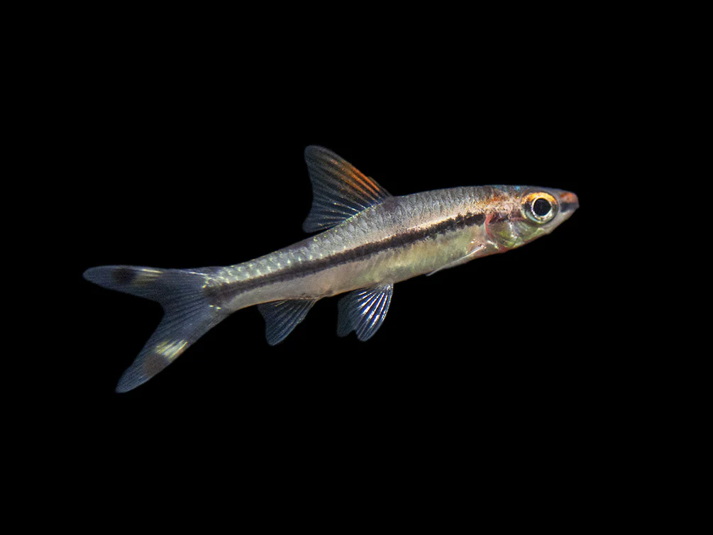 Denison’s Barb (Sahyadria denisonii), Tank-Bred - Nestor' Aquariums & Pets