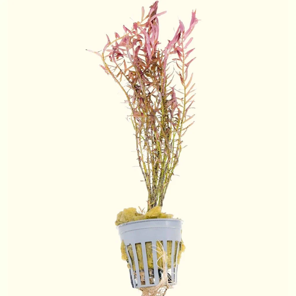 Rotala H’ra - Nestor' Aquariums & Pets