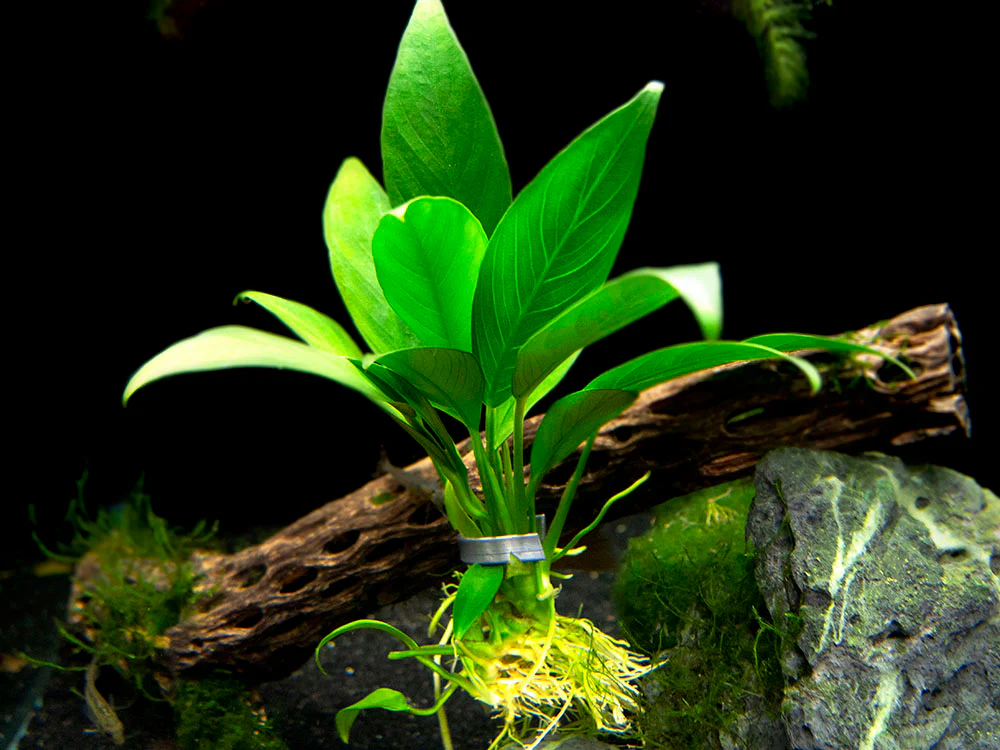Anubias Lanceolata - Nestor' Aquariums & Pets