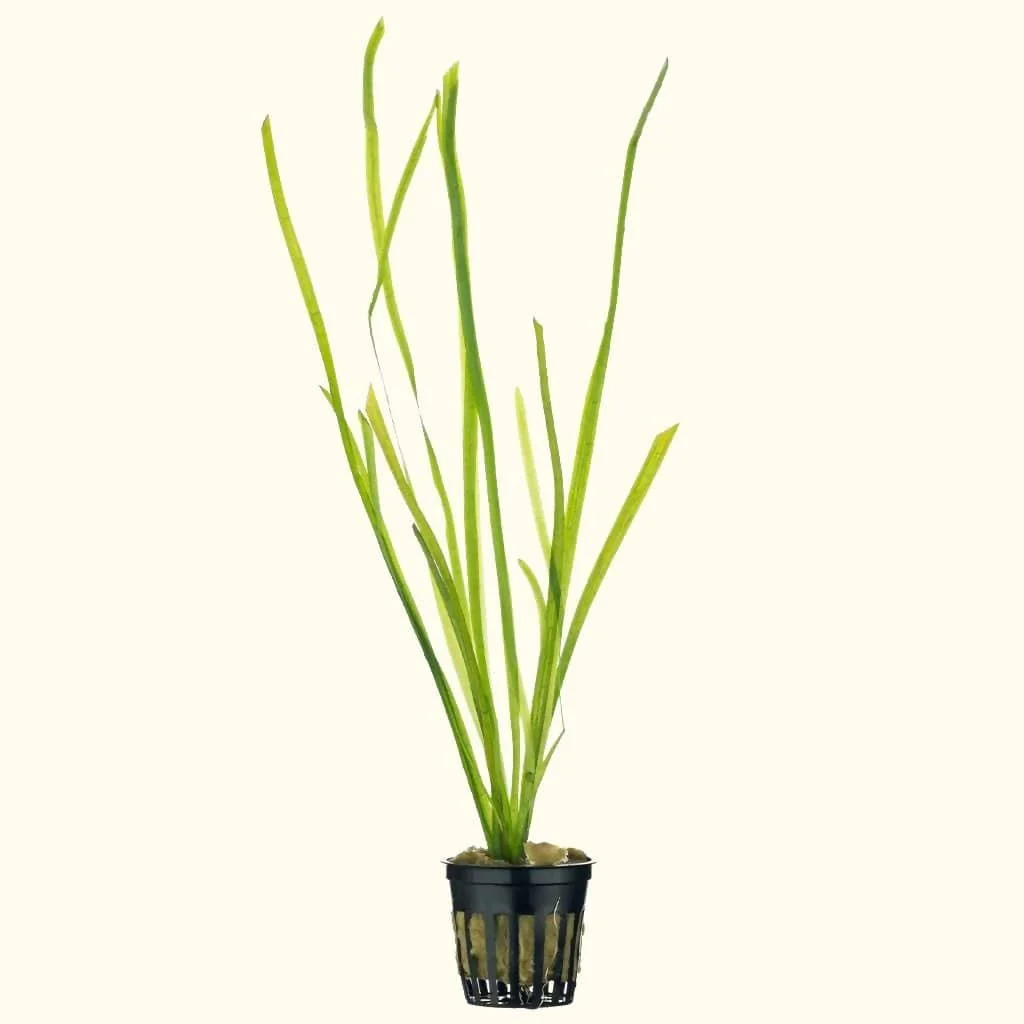 Vallisneria - Nestor' Aquariums & Pets