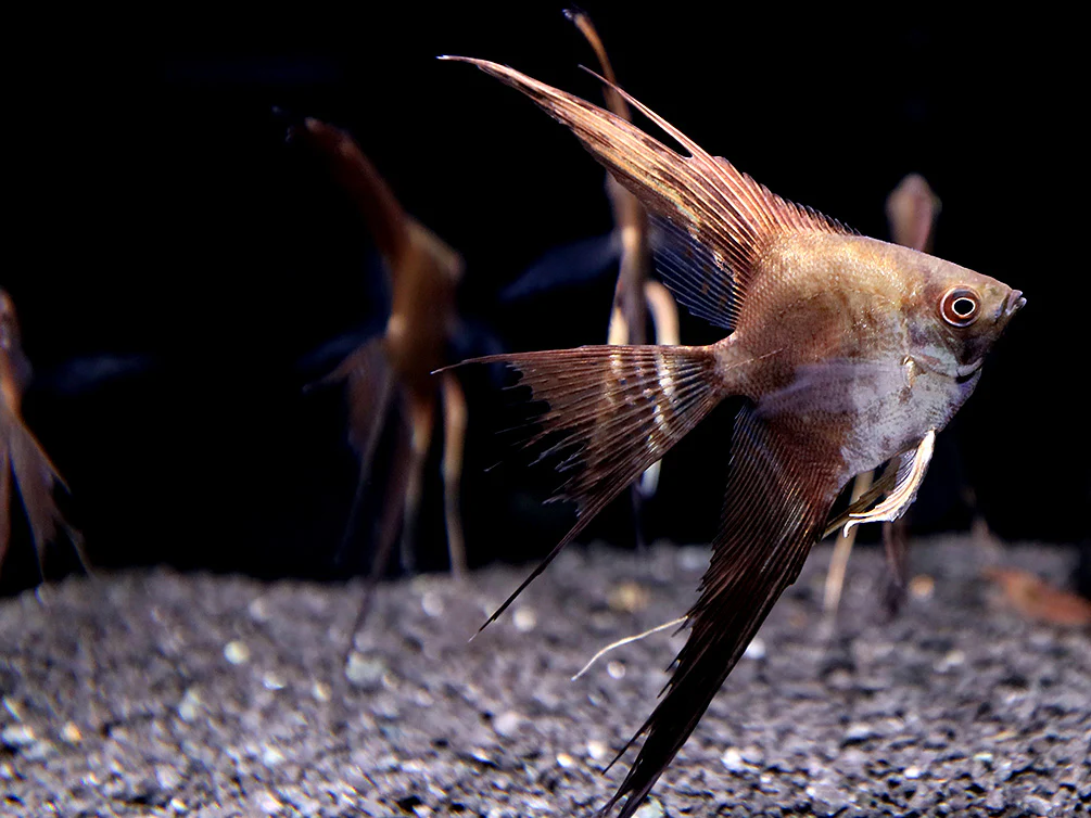 Smokey Chocolate Veil Angelfish (Pterophyllum scalare) – Tank Bred - Nestor' Aquariums & Pets
