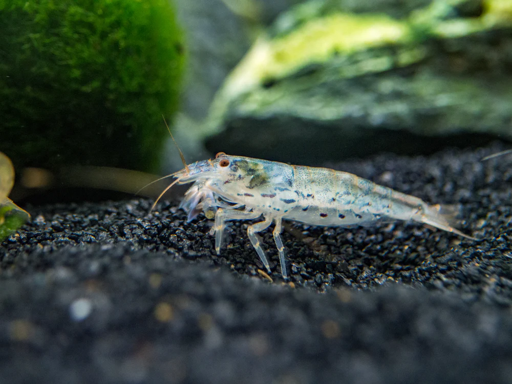 Green Lace Filter Shrimp (Atyopsis pilipes) - Nestor' Aquariums & Pets