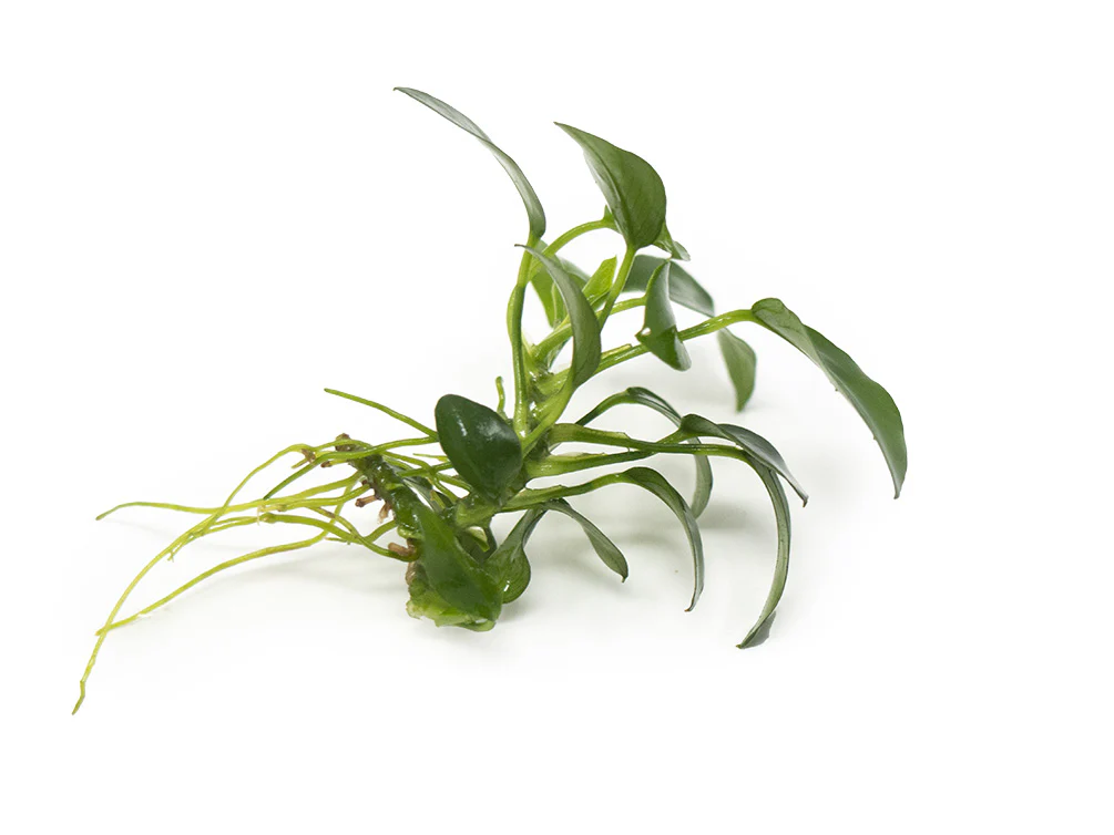 Petite Anubias Nana (Anubias barteri var. “Petite Nana”), Bare Root - Nestor' Aquariums & Pets