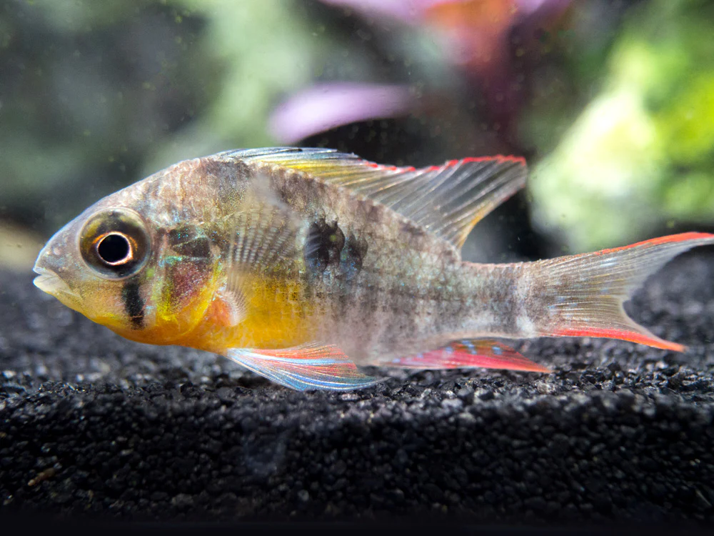 Bolivian Ram Dwarf Cichlid (Mikrogeophagus altispinosus), Tank-Bred - Nestor' Aquariums & Pets