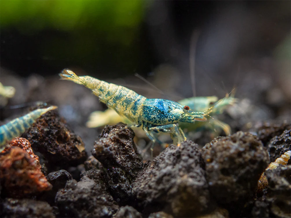 Blue Bolt Shrimp (Caridina cantonensis var. “Blue Bolt”), A-S Grade, Tank-Bred - Nestor' Aquariums & Pets