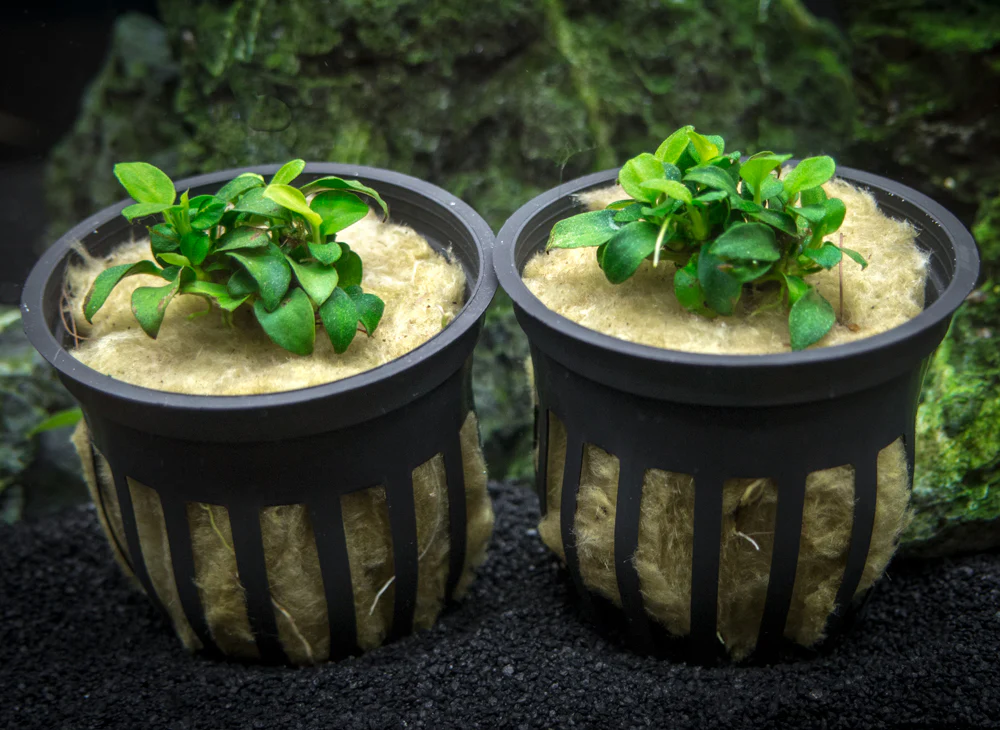 Petite Anubias Nana (Anubias barteri var. “Petite Nana”), Bare Root - Nestor' Aquariums & Pets