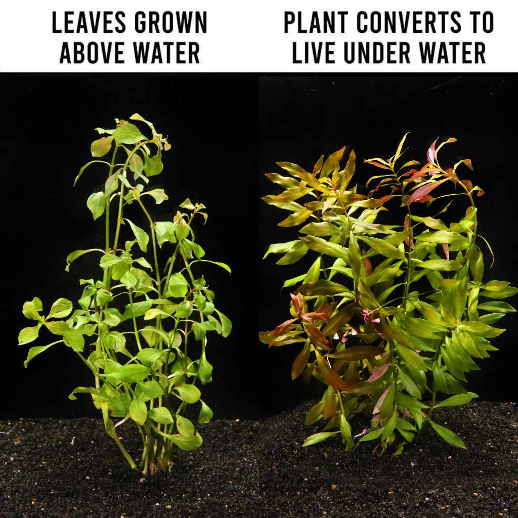 Ludwigia Repens 'Red' - Nestor' Aquariums & Pets