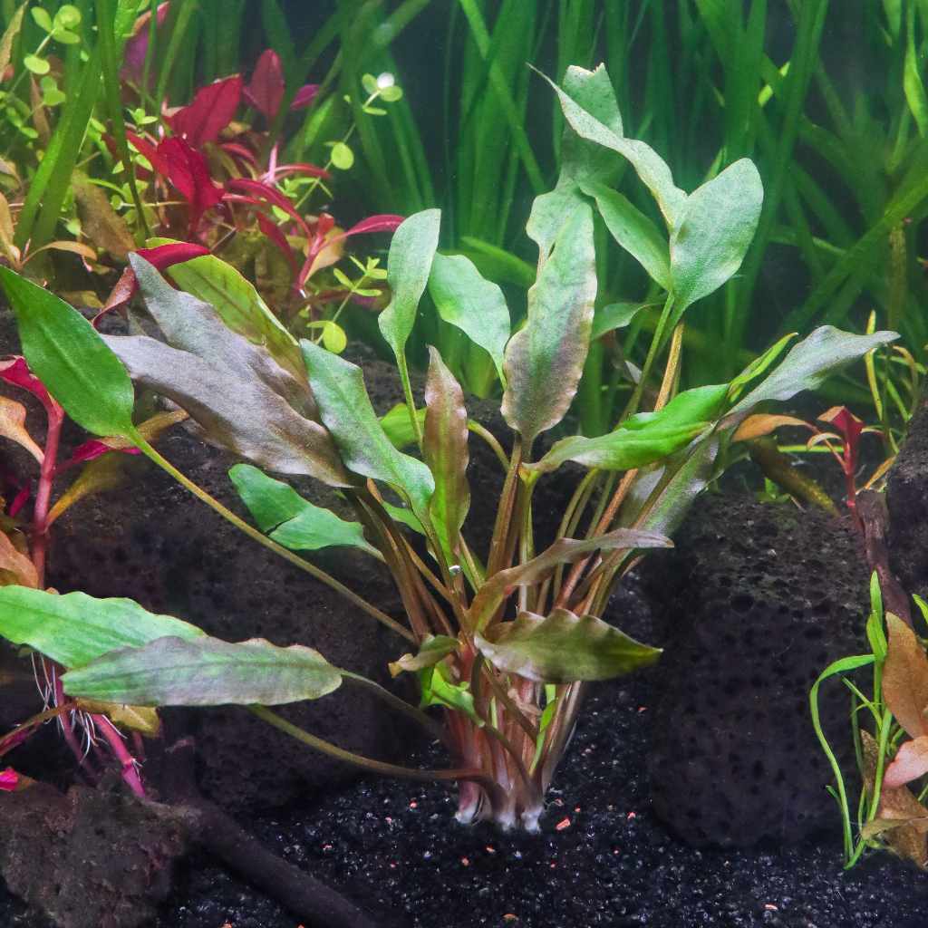 Cryptocoryne Lutea - Nestor' Aquariums & Pets