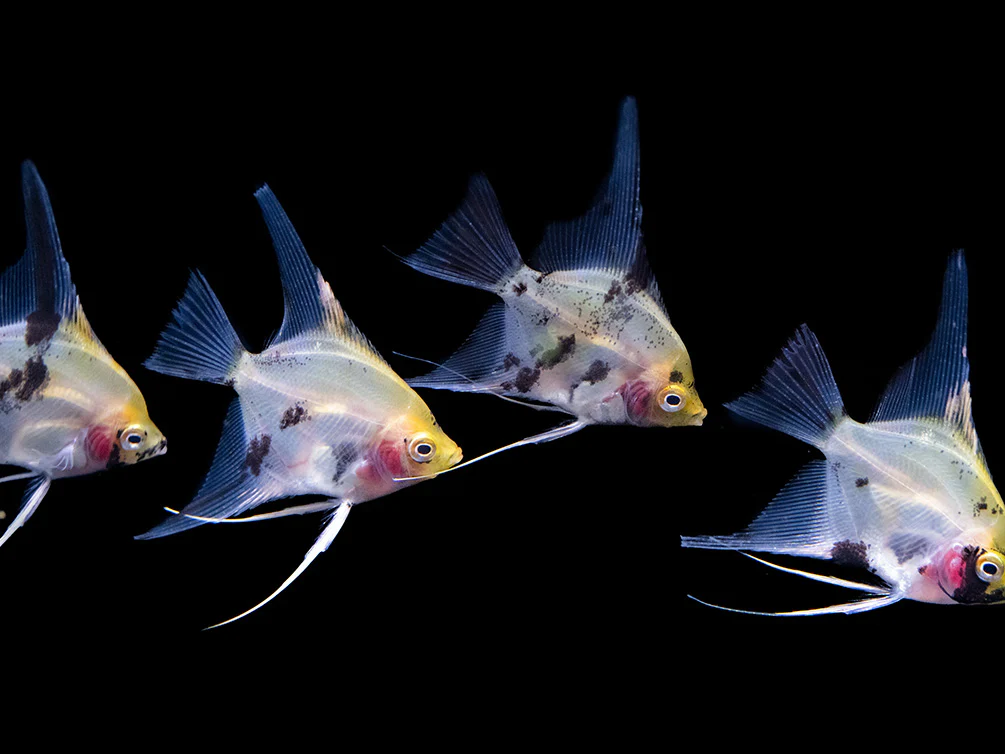 Koi Angelfish (Pterophyllum scalare) - Tank-Bred! - Nestor' Aquariums & Pets