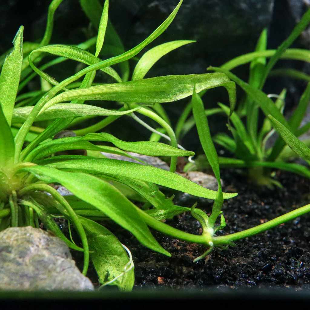 Helanthium Bolivianum 'Quadricostatus' Tissue Culture - Nestor' Aquariums & Pets
