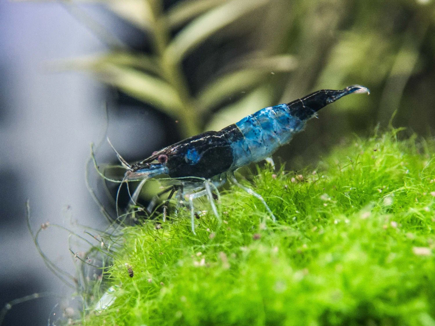 Blue Rili Shrimp (Neocaridina davidi), Tank-Bred - Nestor' Aquariums & Pets