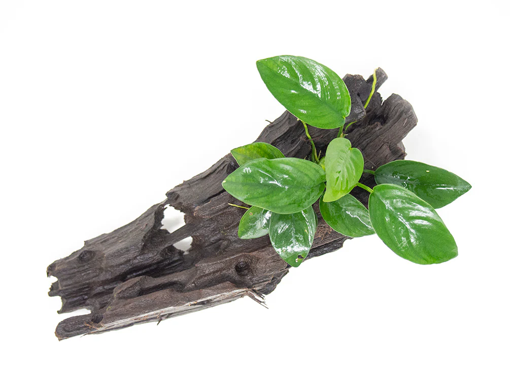 Anubias sp. on Driftwood - Nestor' Aquariums & Pets