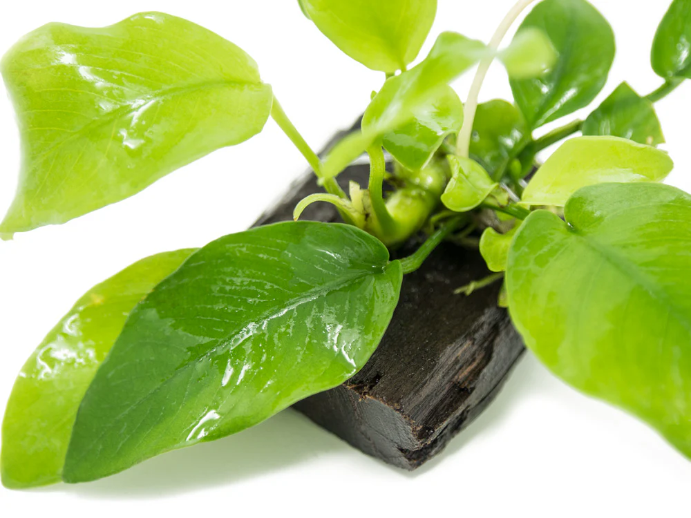 Golden Anubias Nana (Anubias barteri var. “Golden Nana”) on 3+ inch Driftwood - Nestor' Aquariums & Pets