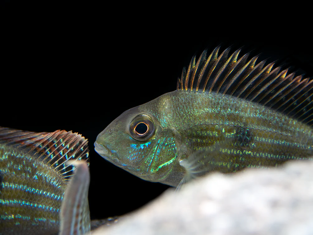 Sven's Eartheater Cichlid (Geophagus sveni), Tank-Bred! - Nestor' Aquariums & Pets