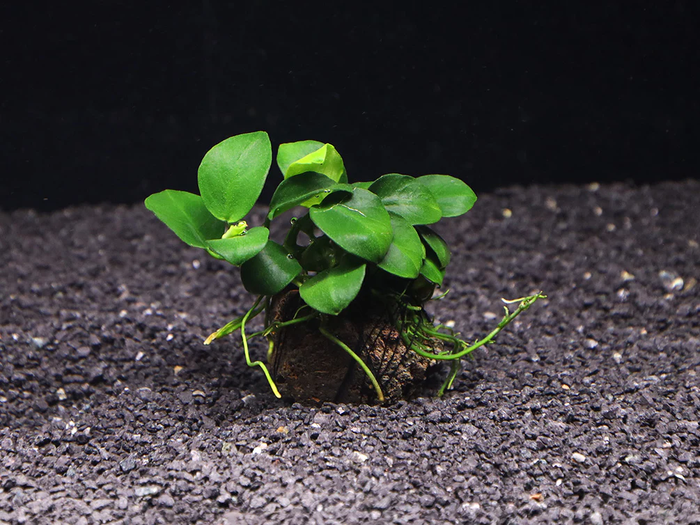 Anubias barteri 'Petite Round' on Lava Stone - Nestor' Aquariums & Pets