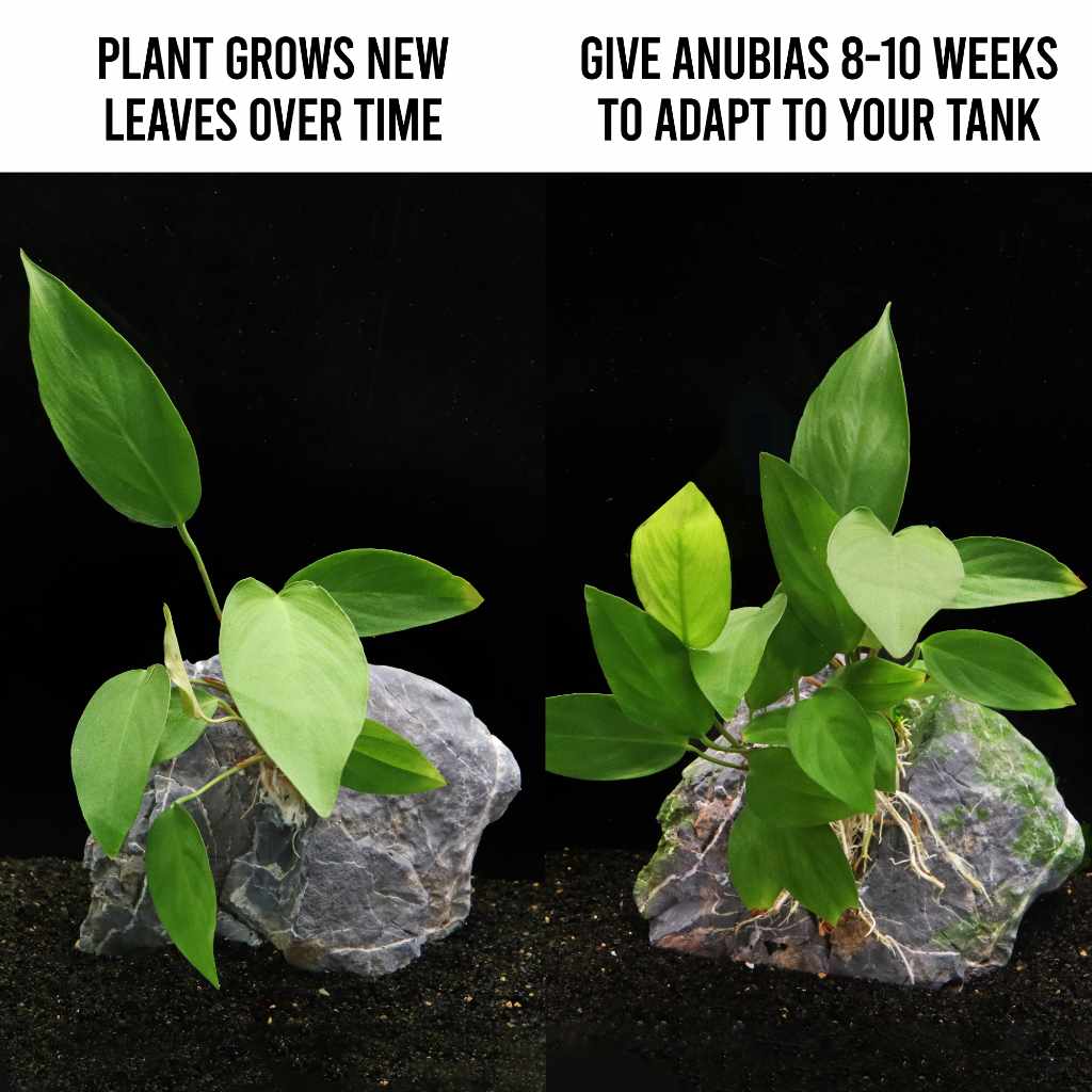 Anubias Hastifolia - Nestor' Aquariums & Pets