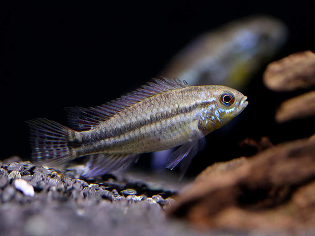 Two-Striped Dwarf Cichlid (Apistogramma bitaeniata) – Tank-Bred - Nestor' Aquariums & Pets