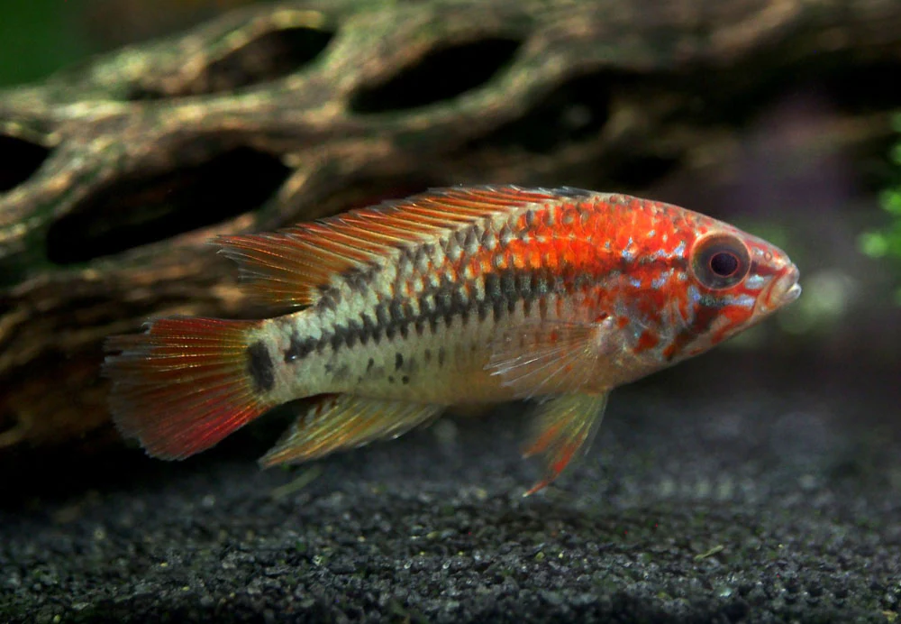 Red Shoulder Dwarf Cichlid (Apistogramma macmasteri), Tank-Bred - Nestor' Aquariums & Pets
