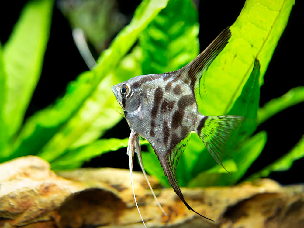Clown Angelfish (Pterophyllum scalare 