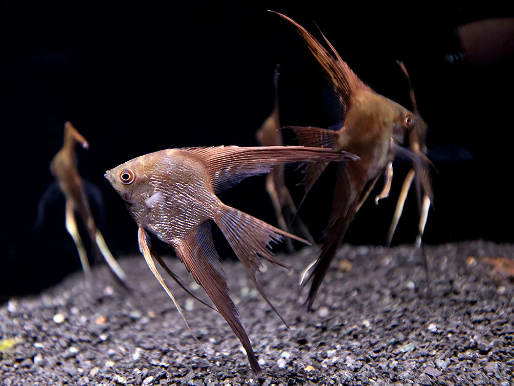 Smokey Chocolate Veil Angelfish (Pterophyllum scalare) – Tank Bred - Nestor' Aquariums & Pets