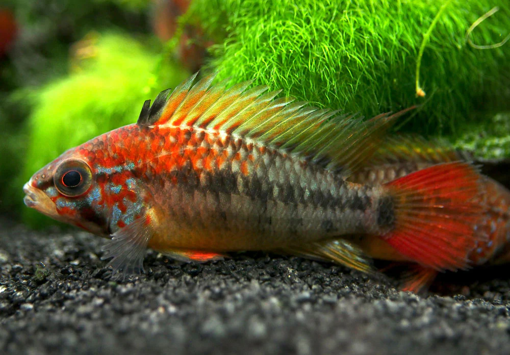 Red Shoulder Dwarf Cichlid (Apistogramma macmasteri), Tank-Bred - Nestor' Aquariums & Pets