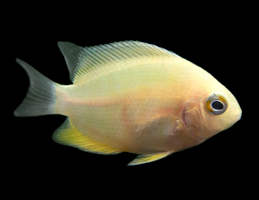 Gold Severum AKA Gold Banded Cichlid (Heros cf. efasciatus FKA H. severus), Tank-Bred - Nestor' Aquariums & Pets