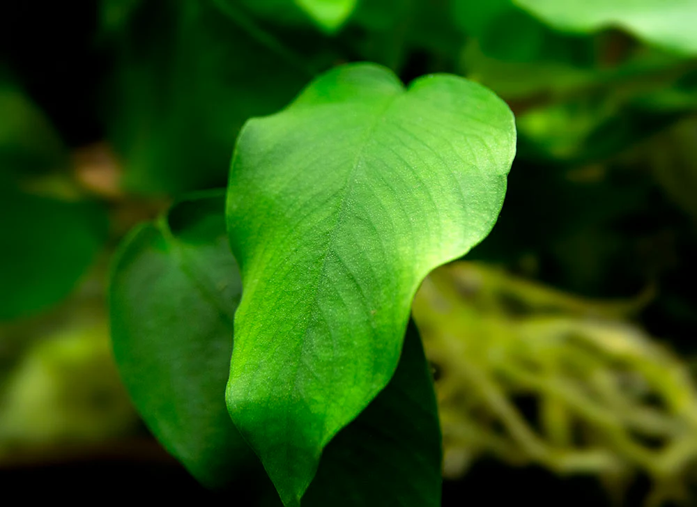 Anubias nana (Anubias barteri var. “nana”) - Bare Root, EXTRA LARGE - Nestor' Aquariums & Pets