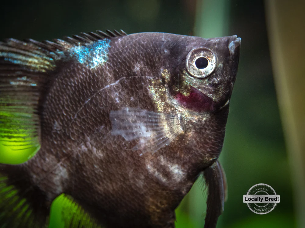 Black Angelfish (Pterophyllum scalare 