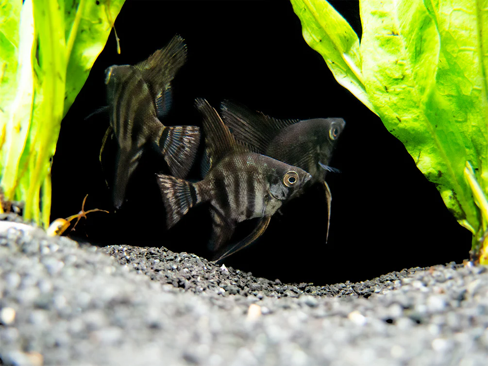 Black Zebra Angelfish (Pterophyllum scalare) - TANK-BRED! - Nestor' Aquariums & Pets