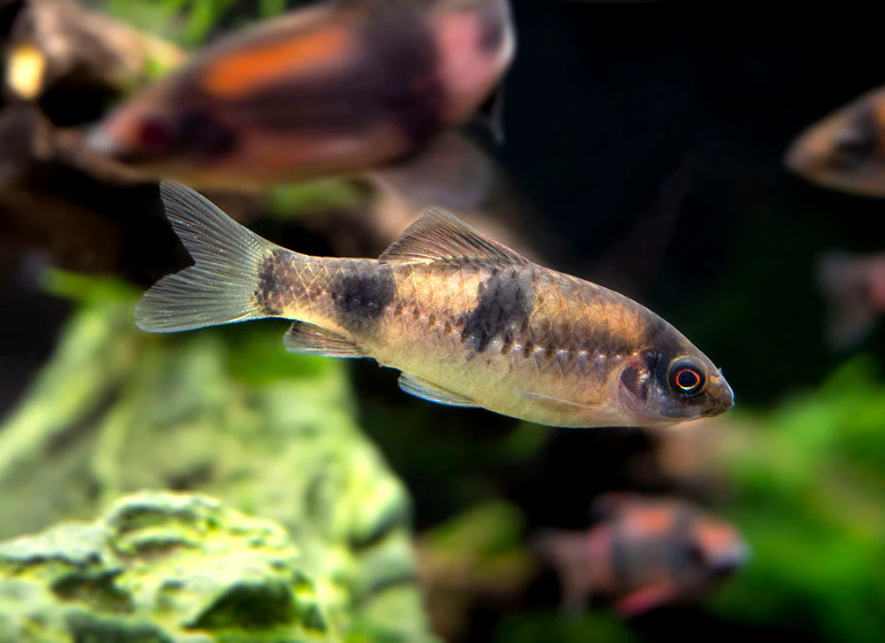 Red Panda AKA Melon Barb (Haludaria fasciata) - Nestor' Aquariums & Pets