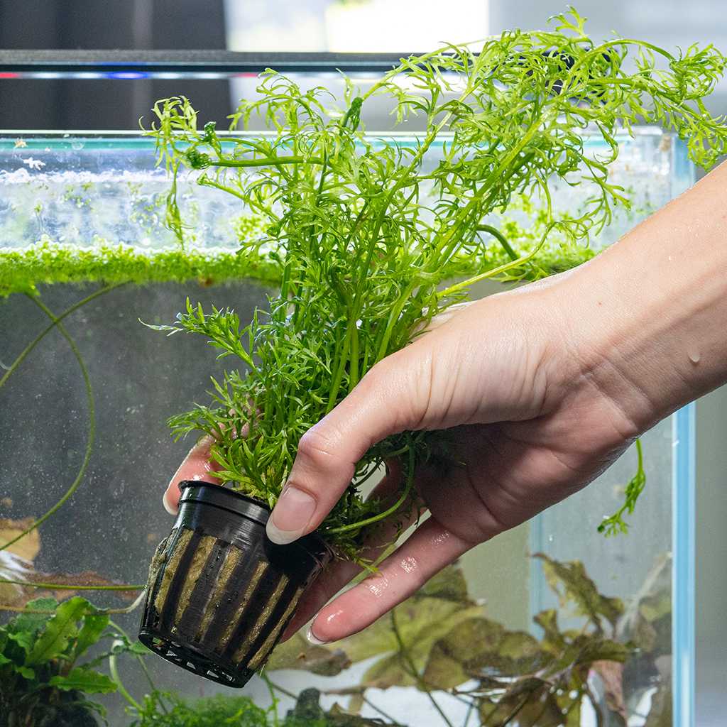 Water Sprite - Nestor' Aquariums & Pets