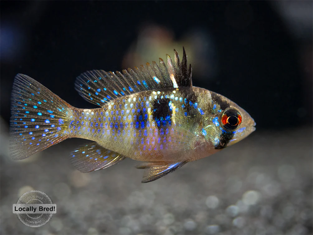 German Blue Ram Dwarf Cichlid (Mikrogeophagus ramirezi) - LOCALLY BRED!!! - Nestor' Aquariums & Pets