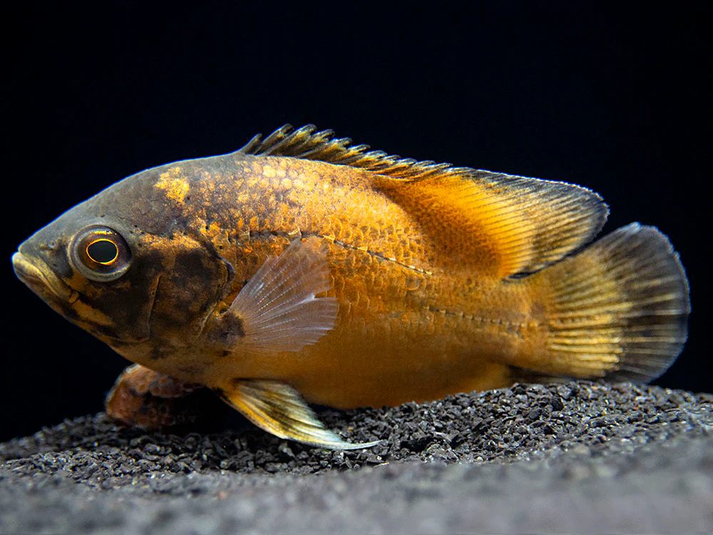 Red Oscar (Astronotus ocellatus), Tank-Bred - Nestor' Aquariums & Pets