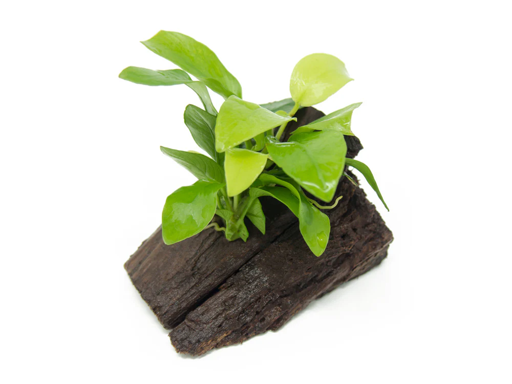 Golden Anubias Nana (Anubias barteri var. “Golden Nana”) on 3+ inch Driftwood - Nestor' Aquariums & Pets