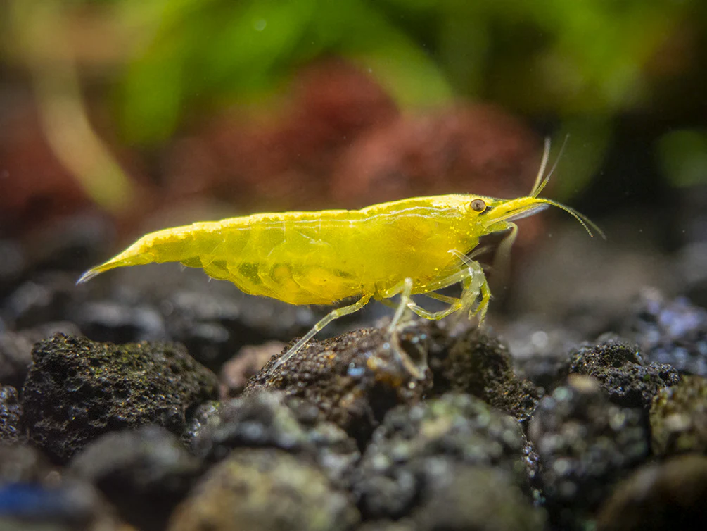 Golden Back Yellow Shrimp Breeder Combo Box - Nestor' Aquariums & Pets