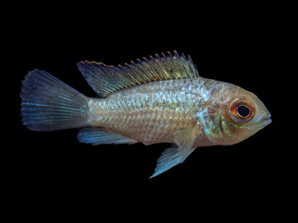 Electric Blue Acara Cichlid (Andinoacara pulcher hybrid), USA-Bred - Nestor' Aquariums & Pets