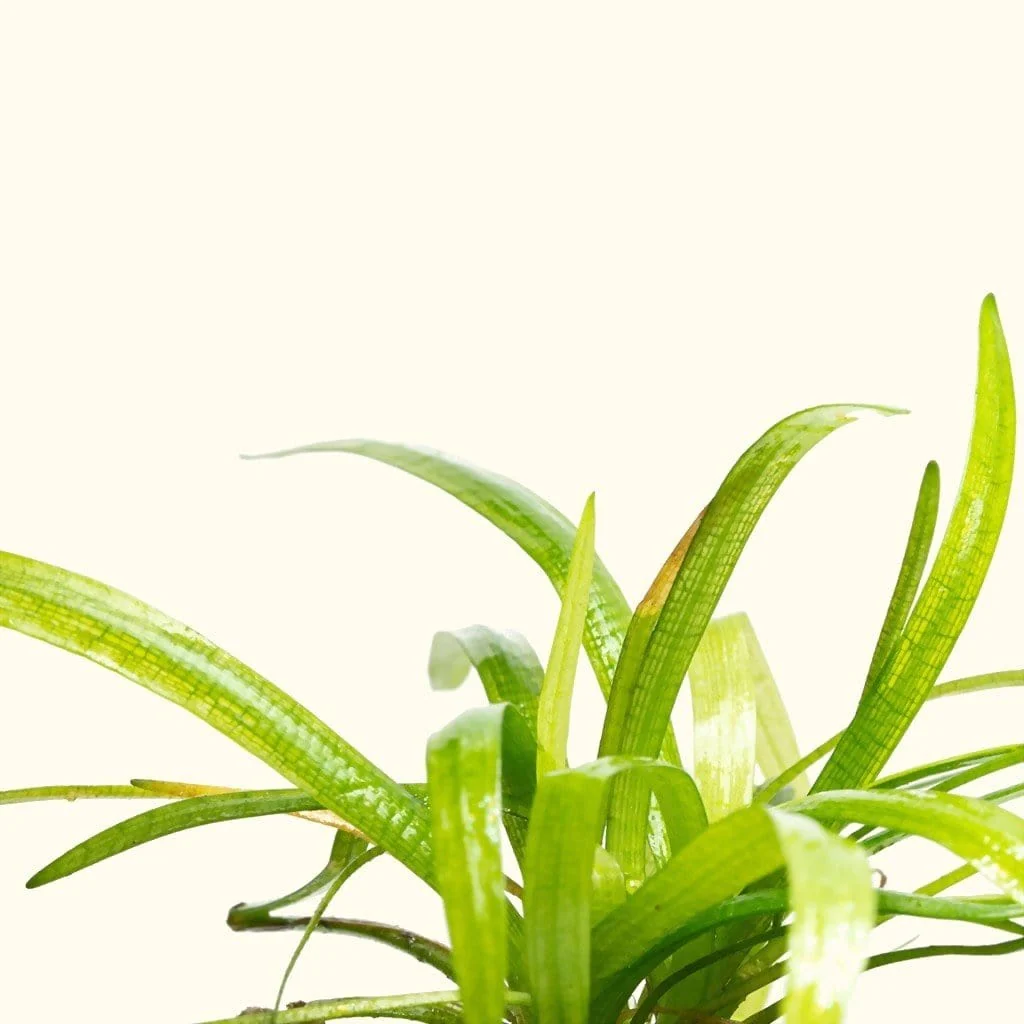 Dwarf Sagittaria - Nestor' Aquariums & Pets