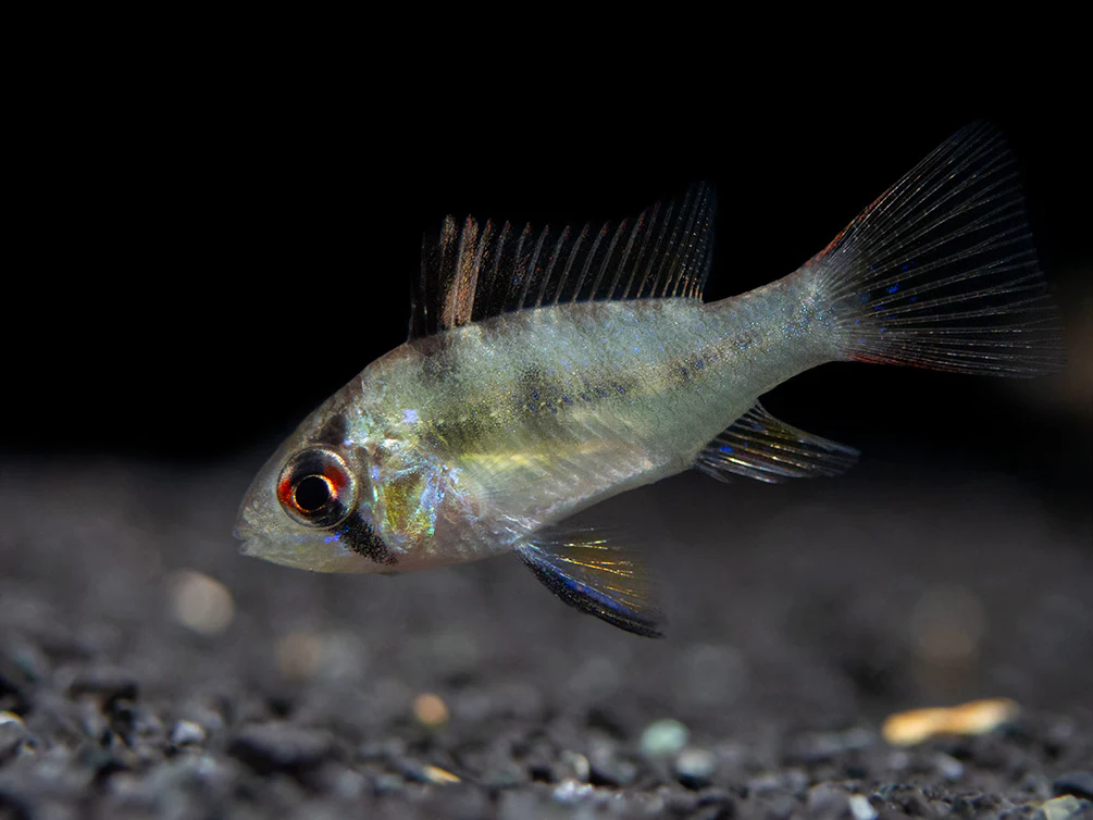 German Blue Ram Dwarf Cichlid (Mikrogeophagus ramirezi) - Tank-Bred! - Nestor' Aquariums & Pets